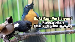 Download lagu TLEDEKAN GUNUNG GACOR BANGET AMPUH MERANGSANG EMOSI SRDC DAN KACER  mp3