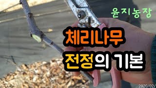 체리나무 전정은 3월 이후에 하세요