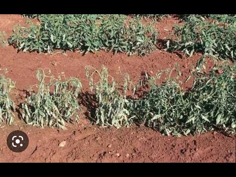 mucha do tomate, o que fazer?