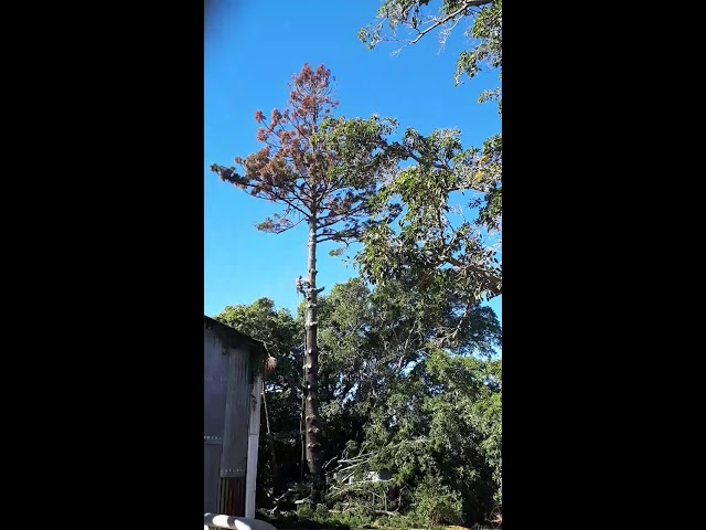 GTS Trees - Boonah, QLD