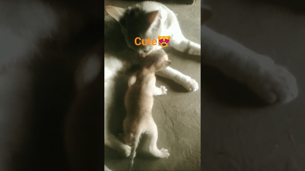 kittens😻 #shorts #viralvideo #trendingshorts #newtrend