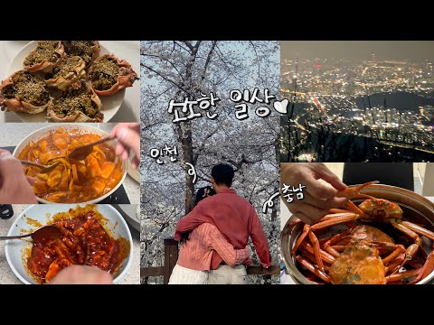 벚꽃 브이로그 영상 썸네일