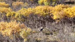 Wolf and hares in Denali