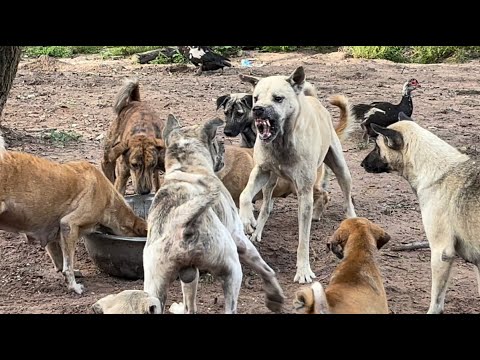 Stray dog came to fight