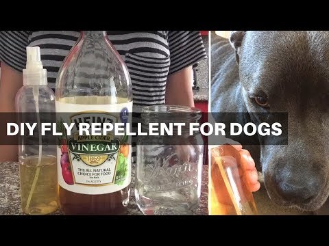 YouTube video about: How to keep gnats away from dogs?