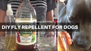 How To Make Natural Fly Repellent For Dogs