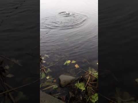 Szczupak nad Nogatem