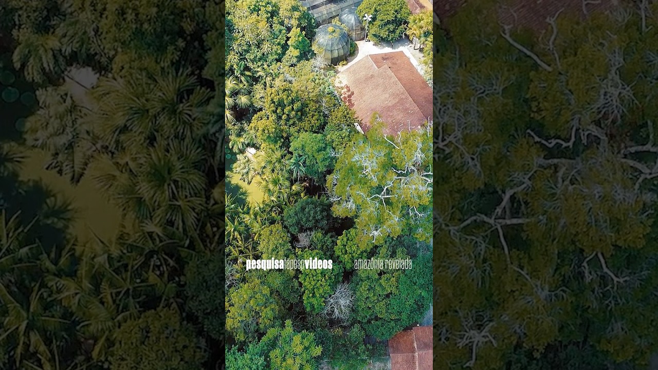 Vídeo novo no domingo: projeto resgata história milenar da Amazônia #teaser #shorts #amazon
