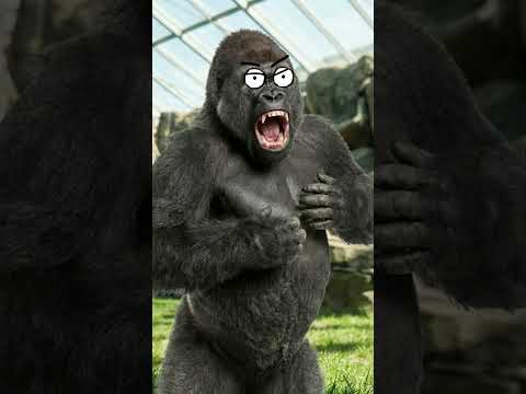 Tiến Sĩ Giả Làm Khỉ Đột? 🧐