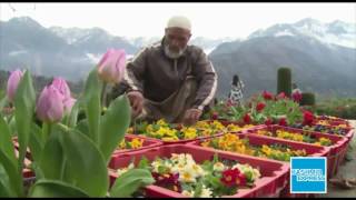 Tulip Garden 2017 Kashmir