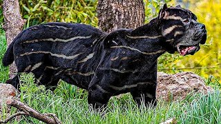 A Woman Adopts A New Dog Then Vet Sees It And Calls The Cops video