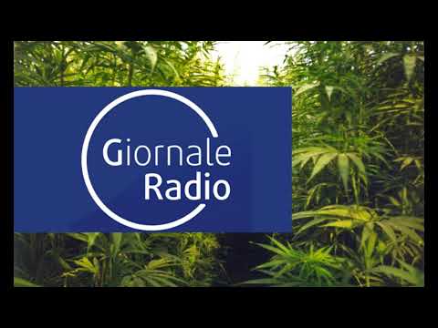 GIORNALE RADIO - Allarme Florovivaisti-Cia per emendamento canapa in Ddl Sicurezza