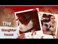 Infamous Slaughterhouse Of Veljko Belivuk Crime Story