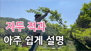 자두 적과 정말 쉬워요 자두적과 하는 방법