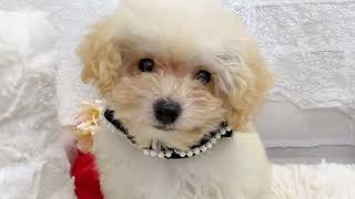 ハーフ犬の動画01