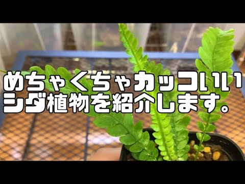ロイヤルシダ 植物