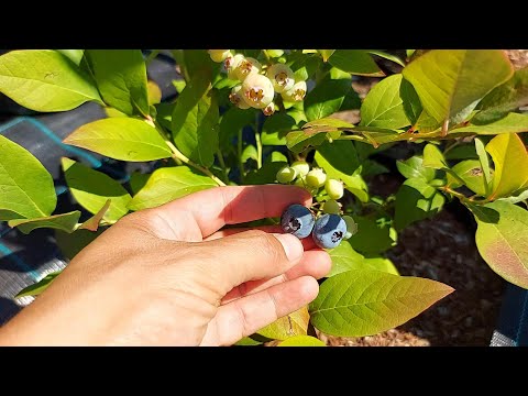 FERTILIZERS FOR BLUEBERRIES. AFIN DUKE, AFIN BLUE CROP, AFIN LEGACY