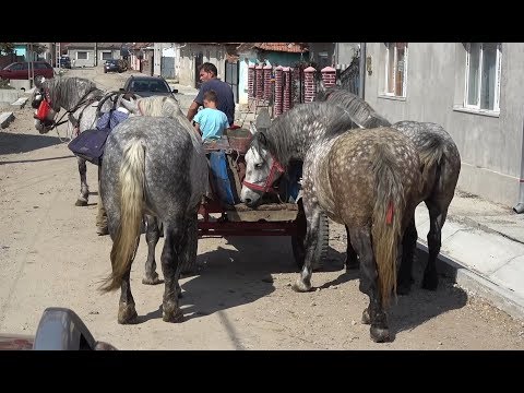 Iepele sure ale lui Bela de la Tinca, Bihor - 2019 Nou !!!