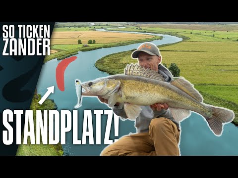 Where are the zander? Bottom or midwater?🤔 That's how zander tick!