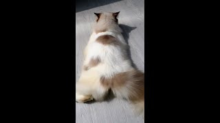 Download lagu Suara Kucing Betina Birahi mp3 Download lagu Suara Kucing Betina Birahi mp3