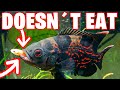 SOLUTION: MY OSCAR FISH DOESN´T EAT