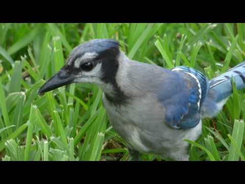 nature in my backyard episode 238 (HD)