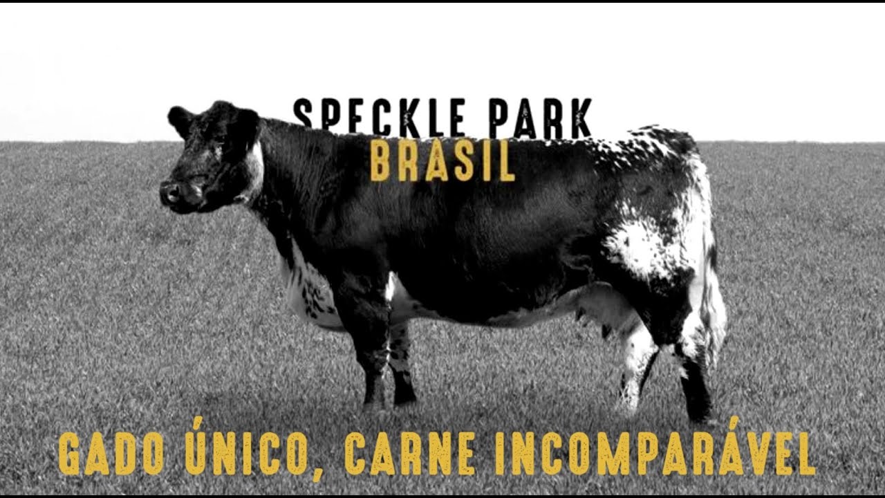 O gado que está fazendo história na Austrália pela eficiência e pelo sabor da carne, já está no Brasil. A raça Speckle Park tem inúmeras vantagens em relação…