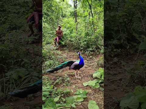 Real Peacock 🦚Catching😱 #jungle #discovery#shortvideos #vfx #animals #vfxind #viral #shorts😱