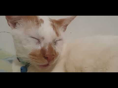 My kitten jolibee na antokin subra. . his 7 months old cat