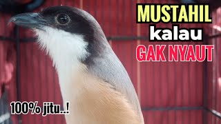 Download lagu Suara Cendet Gacor TOET TOET biangnya bikin cendet jenis apapun langsung nyaut emosi ikutan bunyi mp3 Download lagu Suara Cendet Gacor TOET TOET biangnya bikin cendet jenis apapun langsung nyaut emosi ikutan bunyi mp3