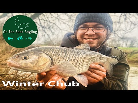Chub Fishing On Flooded Rivers With Cheese Paste