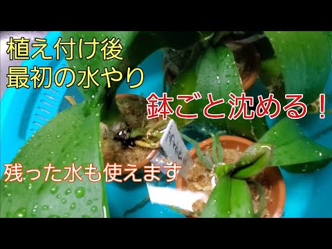 蘭に最適な水やり方法を知っていますか?溺れないようにする方法は次のとおりです！  庭園