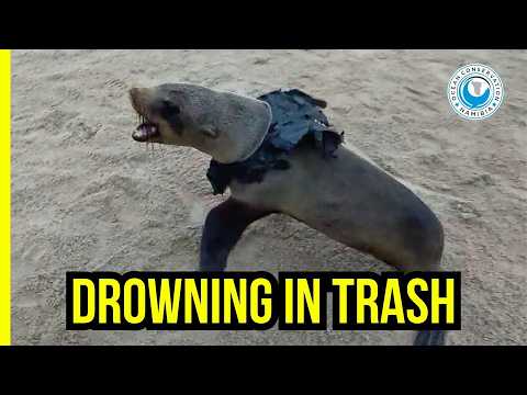 Seal Rescue Chaos: Cape Cross Is Overwhelmed