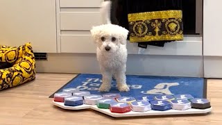 CUTE PET! Clever Pooch Talks To Owner Using Buttons