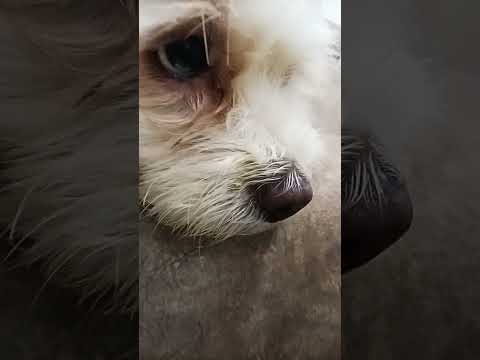 cute dog video