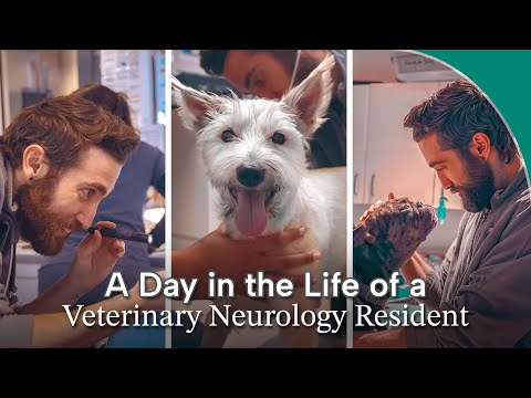 A Day in the life of a Veterinary Neurology Resident || Dr. Durr