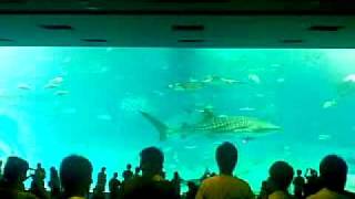 preview picture of video 'Churaumi aquarium window'