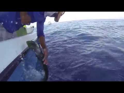 Triple Header of Mahi Mahi (Dorado) in Panama