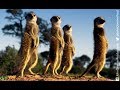 DRONGO TRICKS MEERKATS