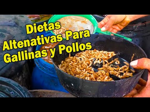 , title : 'DIETAS ALTERNATIVAS PARA GALLINAS Y POLLOS CRIOLLOS'