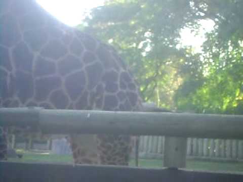 Maryanela esta viendo Jirafas en Argentina