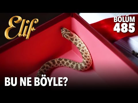 What the hell is this? (Episode 485)