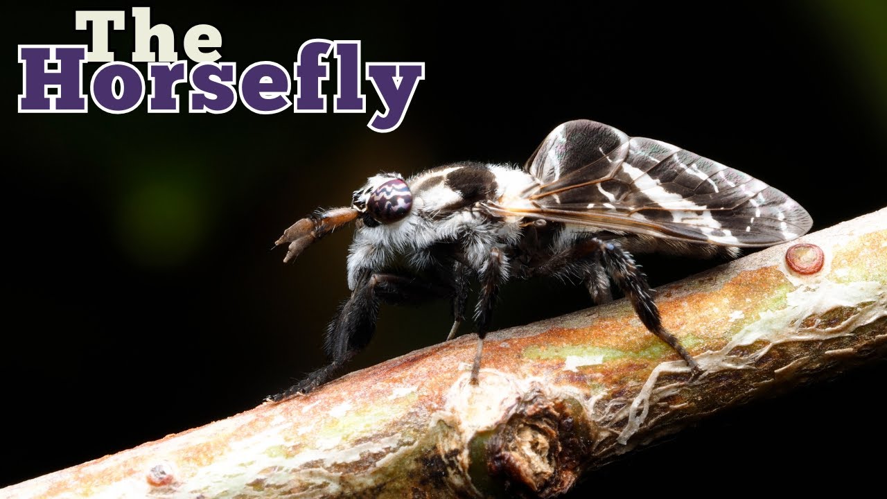 The Horsefly: The Bloodsucking Speedsters