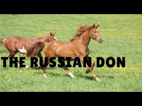 download lagu mp3 mp4 Don Horse, download lagu Don Horse gratis, unduh video klip Don Horse