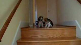 The Scary Stairs