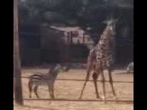 Logic & PnB Rock Fight!!