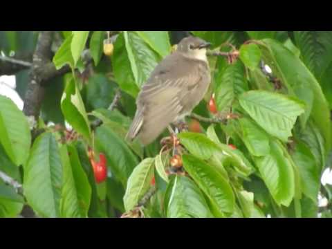 download lagu mp3 mp4 Was Fressen Stare, download lagu Was Fressen Stare gratis, unduh video klip Was Fressen Stare