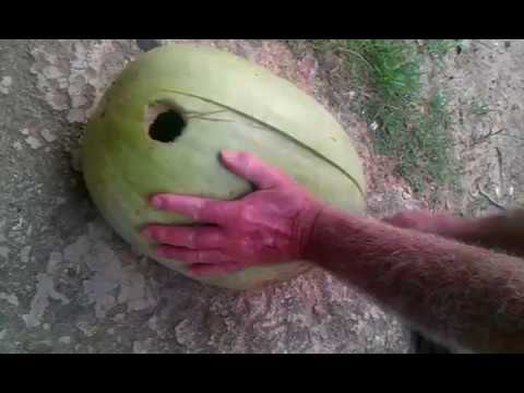 A strange theft of watermelon
