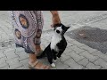 Pink Nosed Tuxedo Cat Just Wants Me To Pet Her