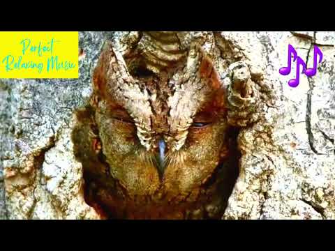 Výrik lesný (Otus scops) — zvuky a hooting, hlboké volanie samca